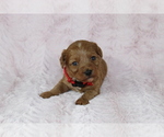 Small Photo #5 Cavapoo Puppy For Sale in HOMELAND, CA, USA
