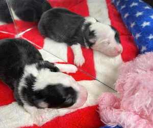 Miniature American Shepherd Puppy for sale in GARYSBURG, NC, USA