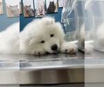 Small #12 Samoyed