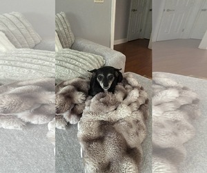 Medium Mutt