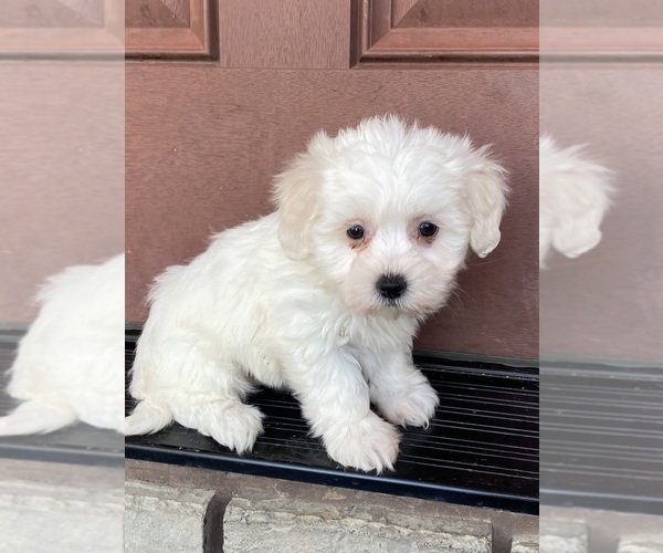 Medium Photo #2 Coton de Tulear Puppy For Sale in CANOGA, NY, USA
