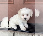 Small #1 Coton de Tulear