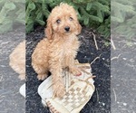 Small #1 Cavapoo mix (+ Poodle Miniature)
