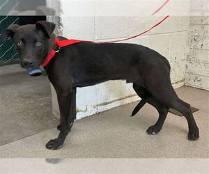 Mutt Dogs for adoption in San Bernardino, CA, USA