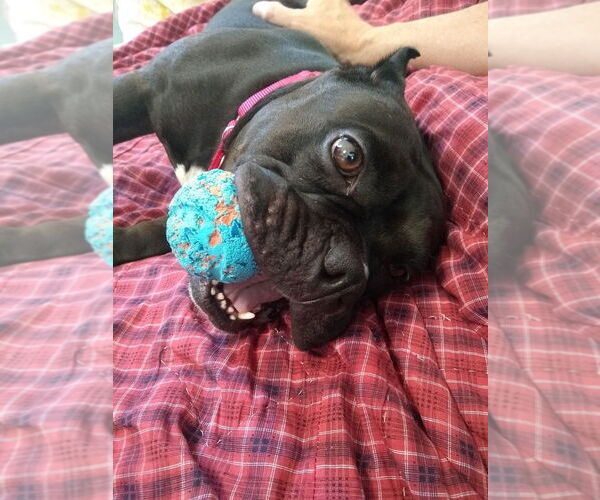 Medium Photo #4 Staffordshire Bull Terrier Puppy For Sale in Minneapolis, MN, USA