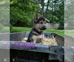 Puppy 1 German Shepherd Dog-Siberian Husky Mix