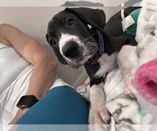 Medium Photo #5 Great Dane Puppy For Sale in WILLIS, TX, USA