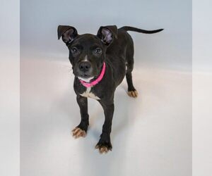 AnneMarie - Female Bull-Boxer Dog for Adoption - Photo #6