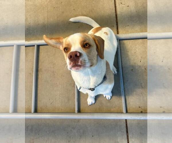 Medium Photo #1 English Springer Spaniel-Unknown Mix Puppy For Sale in Sequim, WA, USA