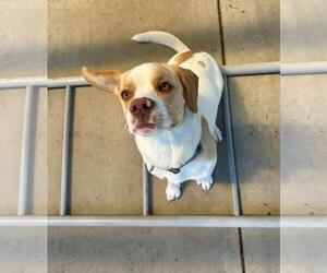 English Springer Spaniel-Unknown Mix Dogs for adoption in Sequim, WA, USA