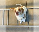 Small English Springer Spaniel Mix