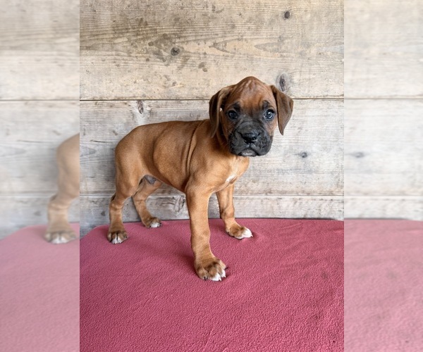 Medium Photo #28 Boxer Puppy For Sale in VERMONTVILLE, MI, USA