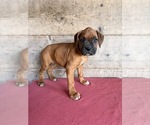 Litter of 9 - Male(s) and Female(s) BoxerLitter of Puppies for Sale - Photo #28