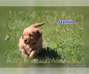 Golden Retriever Puppy for sale in MIDDLEBURG, PA, USA