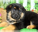 Image preview for Ad Listing. Nickname: German Shepherd