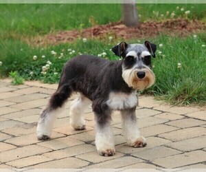 Mother of the Schnauzer (Miniature) puppies born on 08/14/2026