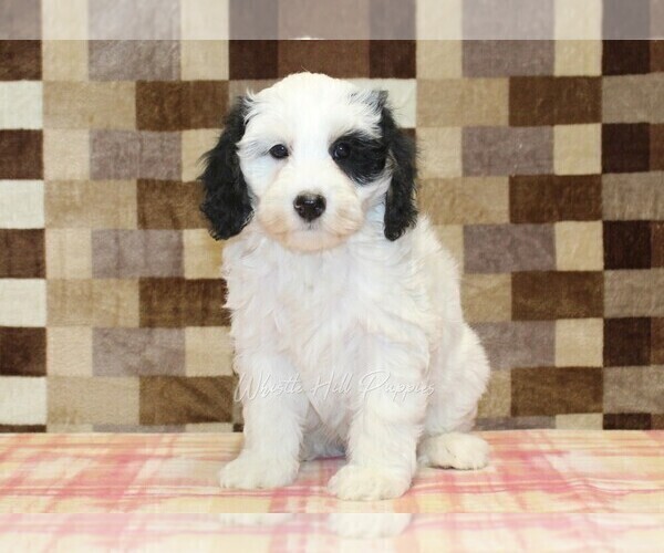 Medium Photo #3 Bernedoodle (Miniature) Puppy For Sale in DENVER, PA, USA