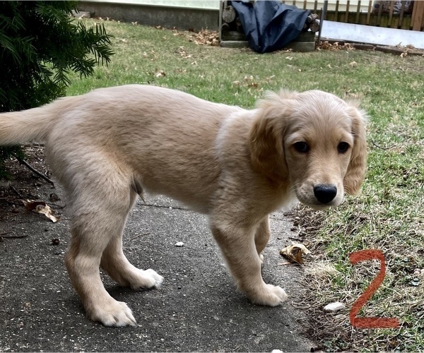 Medium Photo #1 Goldendoodle Puppy For Sale in STILLMAN VALLEY, IL, USA