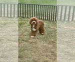Small #7 Maltipoo