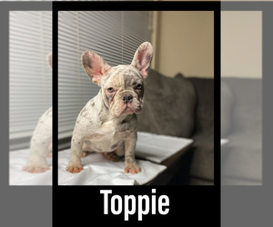 French Bulldog Puppy for sale in HOUSTON, TX, USA