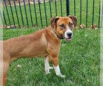 Small Photo #12 Boxer-Unknown Mix Puppy For Sale in Hillsboro, MO, USA