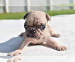 Small #2 Pug