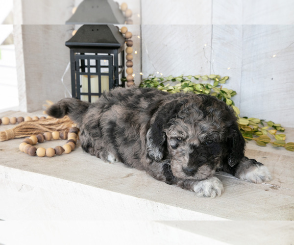 Medium Photo #17 Miniature Labradoodle Puppy For Sale in SUGARCREEK, OH, USA