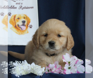 Golden Retriever Puppy for sale in NEW HOLLAND, PA, USA