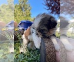 Small Photo #40 Shih Tzu Puppy For Sale in VENETA, OR, USA