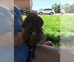 Small Photo #10 Irish Doodle Puppy For Sale in NAMPA, ID, USA