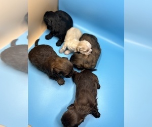 Shih Tzu Puppy for sale in JOHNSTOWN, PA, USA