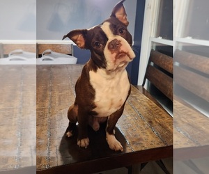 Father of the Boston Terrier puppies born on 11/01/2025