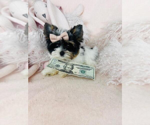 Medium Photo #12 Yorkshire Terrier Puppy For Sale in PEMBROKE PINES, FL, USA