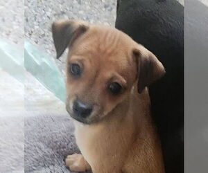 Chiweenie Dogs for adoption in Oakland Park, FL, USA