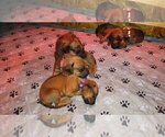 Small #21 Rhodesian Ridgeback