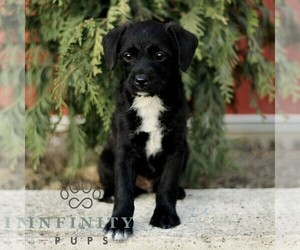 Bossi-Poo Puppy for sale in RONKS, PA, USA