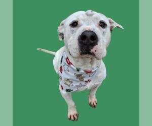 Mutt Dogs for adoption in Bakersfield, CA, USA