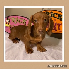 Dachshund Puppy for sale in METHUEN, MA, USA