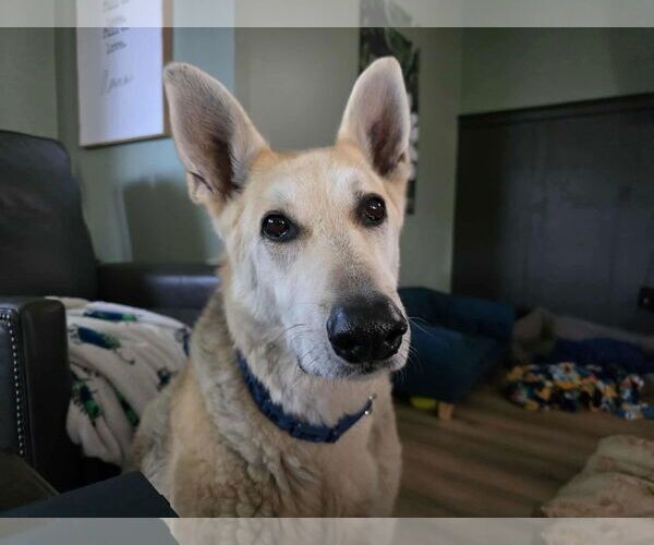 Medium Photo #14 Mutt Puppy For Sale in Germantown, OH, USA