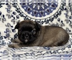 Small #2 French Bulldog