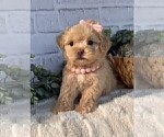 Small #10 Maltipoo