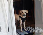 Small #2 Labrador Retriever Mix