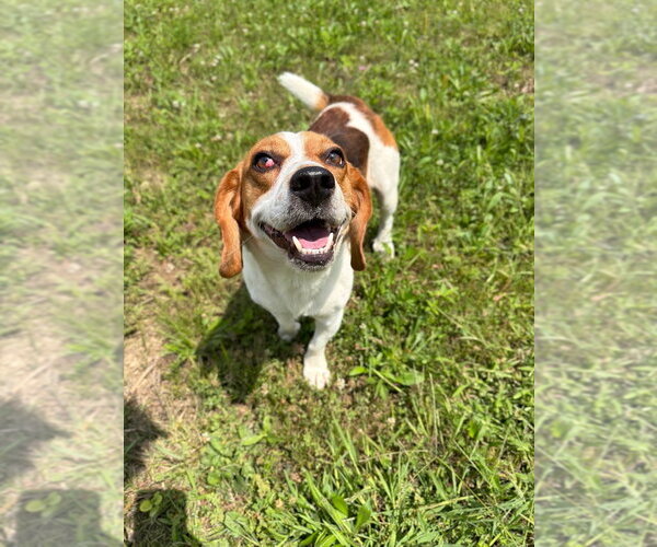 Medium Photo #2 Beagle Puppy For Sale in Pierceton , IN, USA