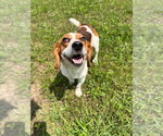 Small #1 Beagle