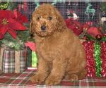 Small Photo #2 Poodle (Miniature) Puppy For Sale in HUTCHINSON, KS, USA