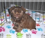 Small Photo #1 Shorkie Tzu Puppy For Sale in ORO VALLEY, AZ, USA