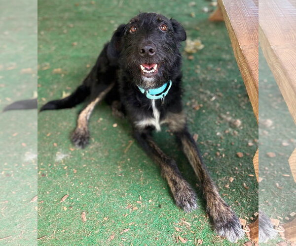 Medium Photo #1 Mutt Puppy For Sale in Clarkesville, GA, USA