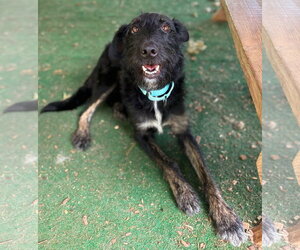 Mutt Dogs for adoption in Clarkesville, GA, USA
