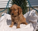 Small #12 Golden Retriever