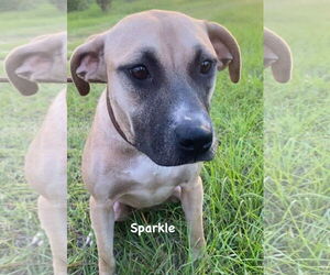Sparkle - Female Mutt Dog for Adoption - Photo #2